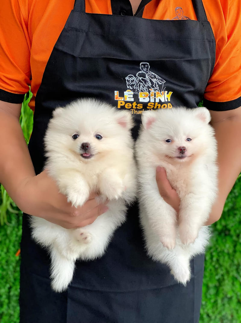 Đồng phục pet shop áo cam tạp dề đen Lê Bình ấn tượng tay ngắn, vải Biocool, form Loose Fit