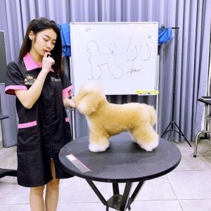 Đồng phục pet shop váy đen viền hồng cuốn hút tay ngắn, form rộng, vải Lacoste 2 chiều