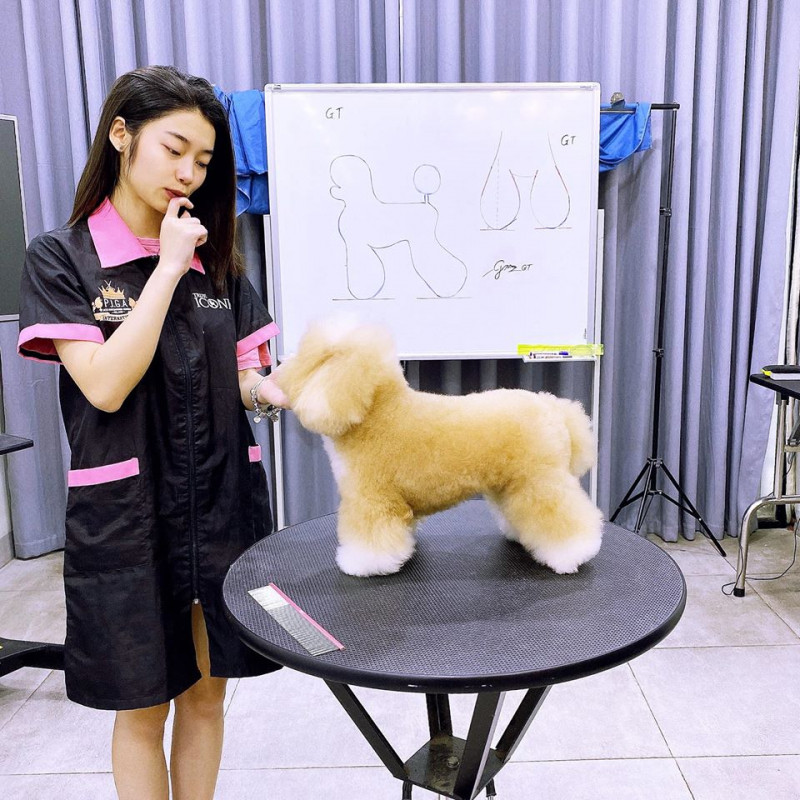 Đồng phục pet shop váy đen viền hồng cuốn hút tay ngắn, form rộng, vải Lacoste 2 chiều